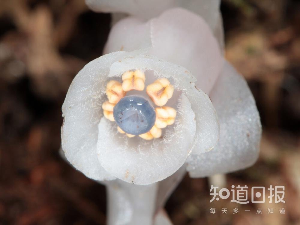 冥界有花,意为死亡?