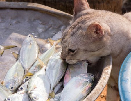 主人用淡水生鱼喂猫遭质疑，生鱼喂猫会滋生寄生虫吗？