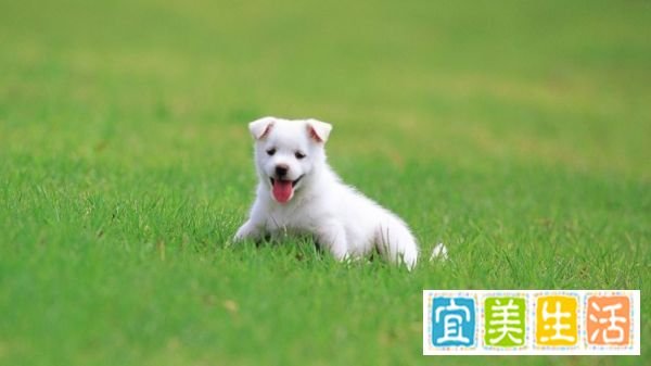 怎么样让QQ宠物的心情变好?