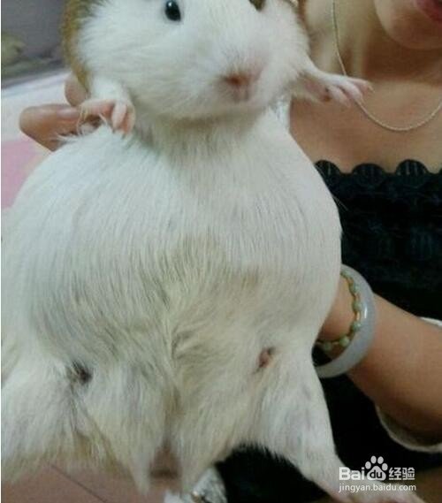 怀孕的荷兰猪该怎么照顾？