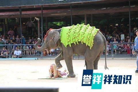 为啥泰国东芭乐园如此出名，可以说是去泰国旅游必打卡的地方
