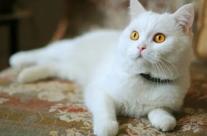 家中扫地机器人下27楼打扫,主人查看监控哭笑不得!现在的猫都这么聪明?