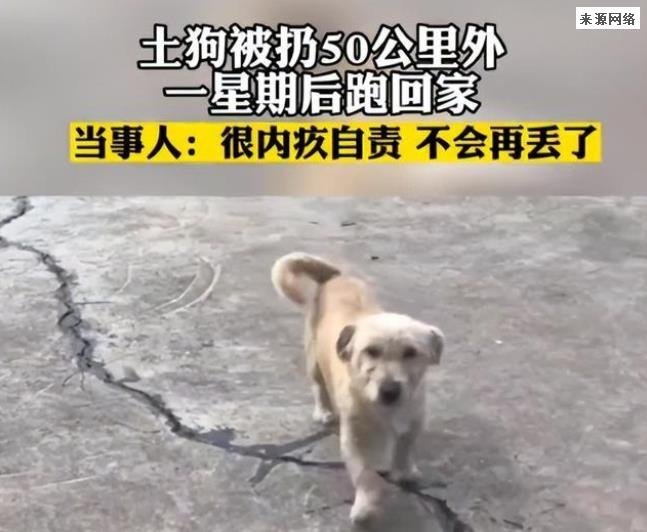 土狗被扔50公里外一星期后跑回家 实在太可怜了主人很内疚