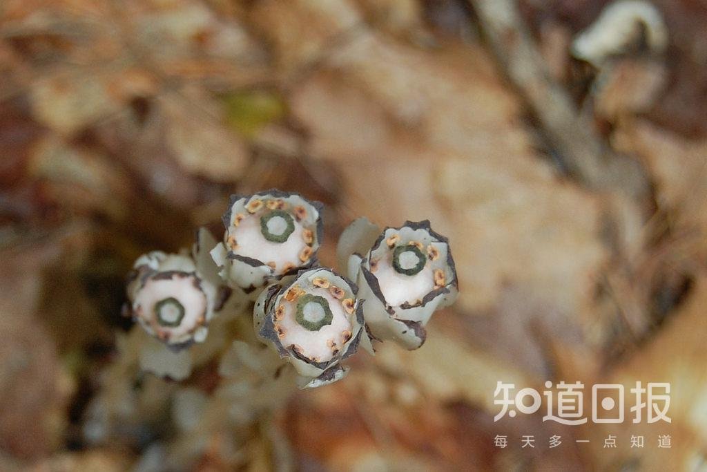 冥界有花,意为死亡?