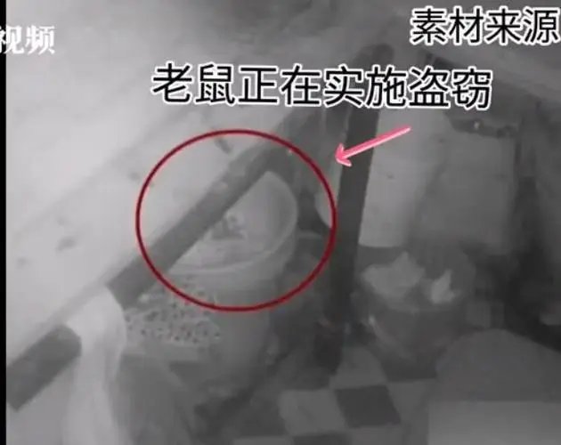 四川泸州一只老鼠盗窃1800多元现金建“豪宅”,老鼠的破坏力有多强?