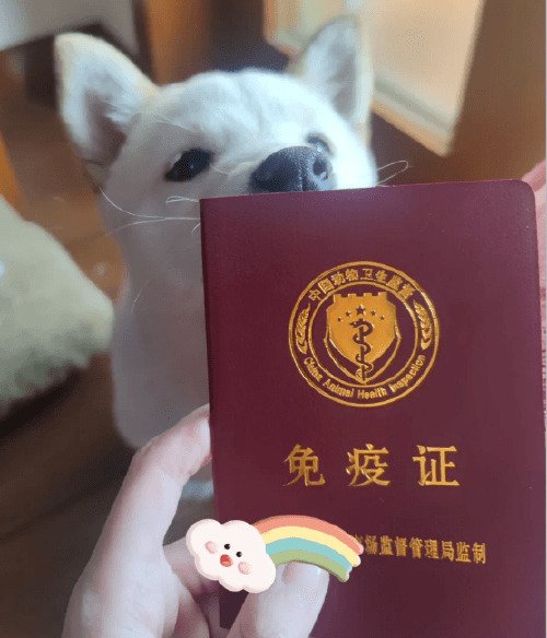 蝴蝶犬为什么禁养?