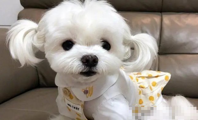 马尔济斯犬为什么不建议养
