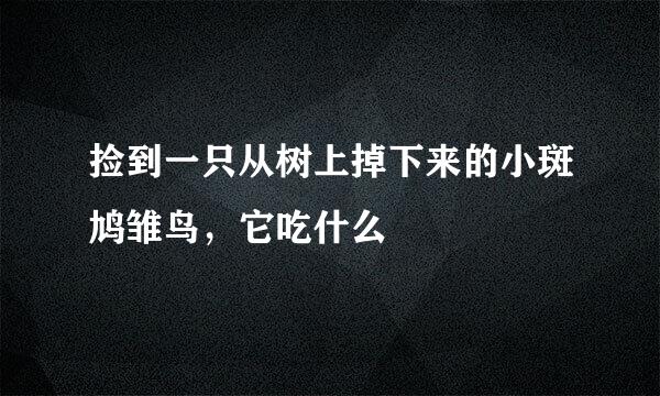 捡到一只从树上掉下来的小斑鸠雏鸟,它吃什么