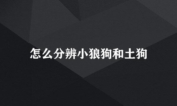 怎么分辨小狼狗和土狗