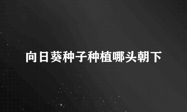 向日葵种子种植哪头朝下