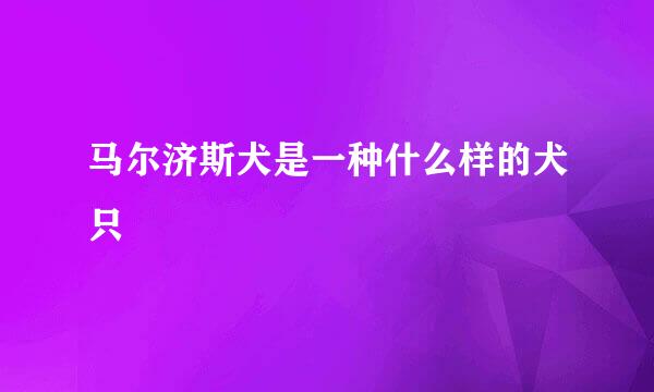 马尔济斯犬是一种什么样的犬只