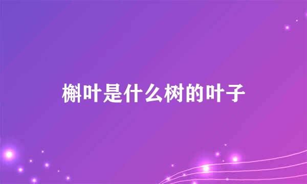槲叶是什么树的叶子