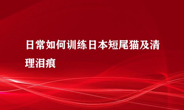 日常如何训练日本短尾猫及清理泪痕