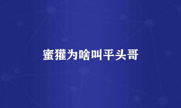 蜜獾为啥叫平头哥