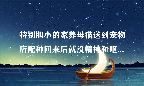 特别胆小的家养母猫送到宠物店配种回来后就没精神和呕吐不吃不喝怎么回事