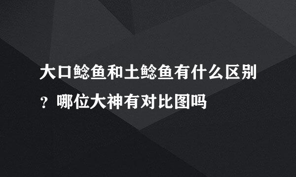 大口鲶鱼和土鲶鱼有什么区别？哪位大神有对比图吗