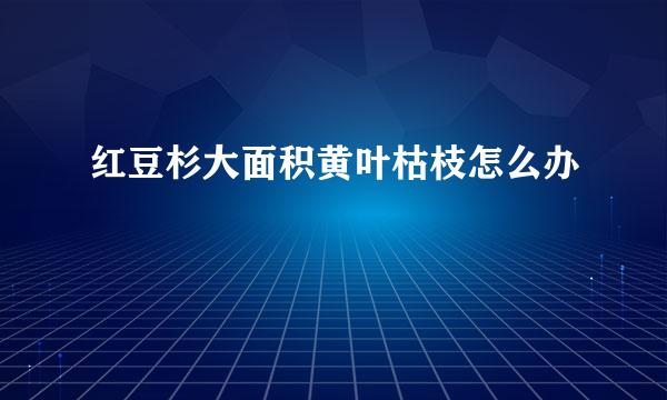 红豆杉大面积黄叶枯枝怎么办