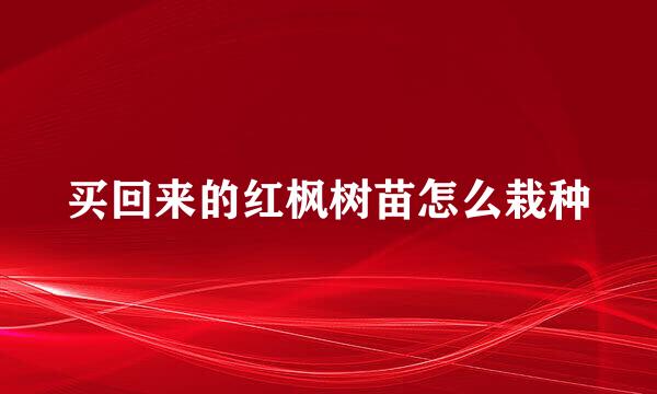 买回来的红枫树苗怎么栽种