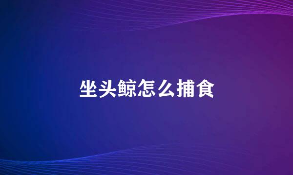 坐头鲸怎么捕食