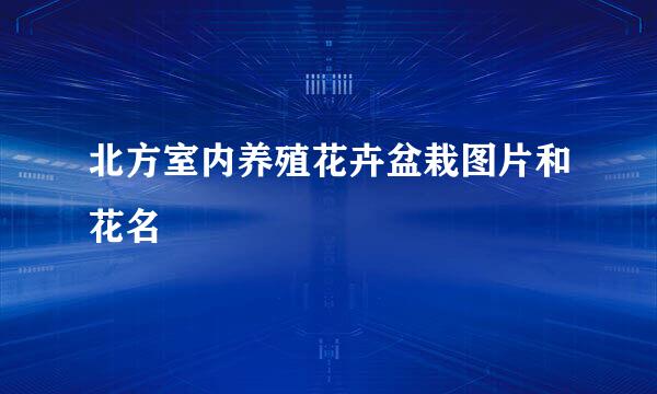 北方室内养殖花卉盆栽图片和花名