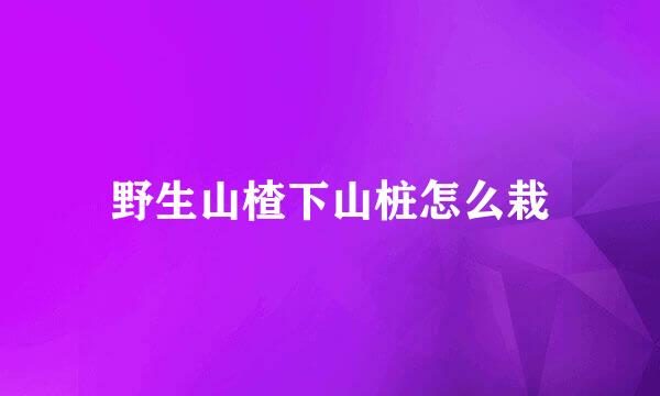 野生山楂下山桩怎么栽