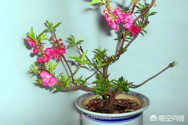 碧桃如何修剪?