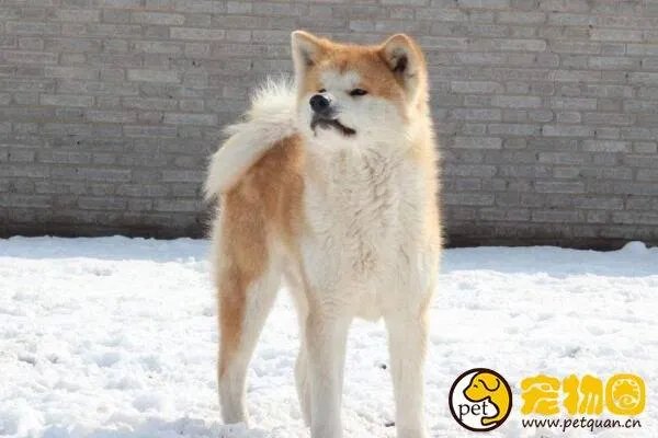 美系秋田犬是怎么来的,和日系秋田有什么区别