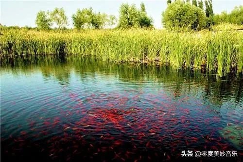 鱼塘怎样设计才好？