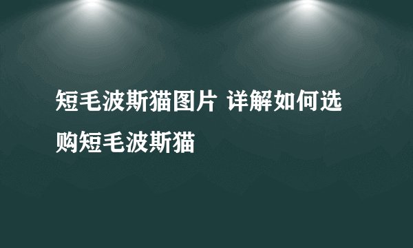 短毛波斯猫图片 详解如何选购短毛波斯猫