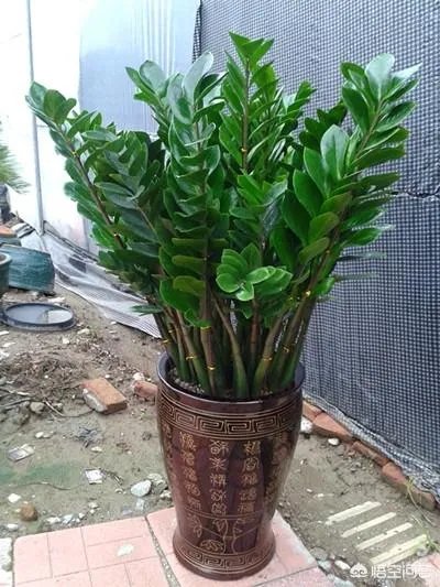 金钱树该怎么养?