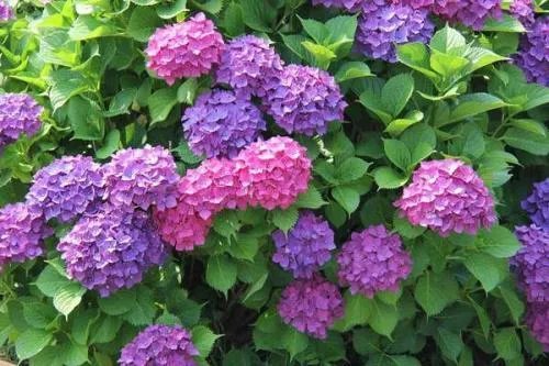绣球花的养殖方法?