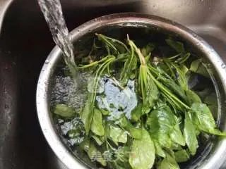 红嘴绿鹦哥
