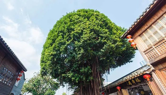 榕树的养殖方法和注意事项 榕树的养殖方法