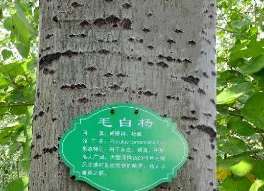 1259是什么意思?