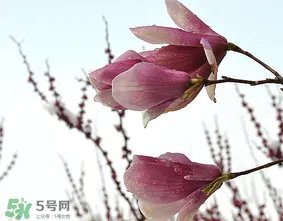 谷雨是什么季节?谷雨是春天还是夏天?