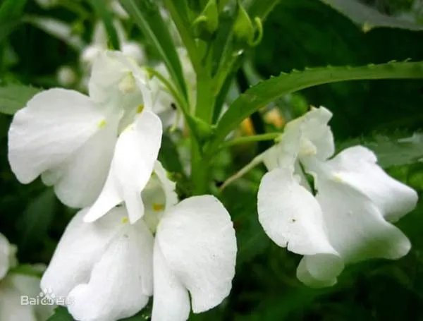 白色凤仙花的介绍