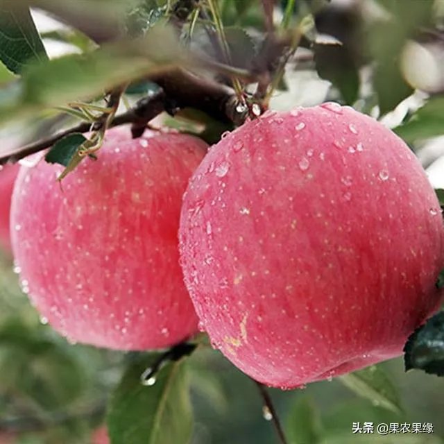 进入9月份了中晚熟水果陆续进入成熟采摘期，可是今年的水果价格怎么这么低？