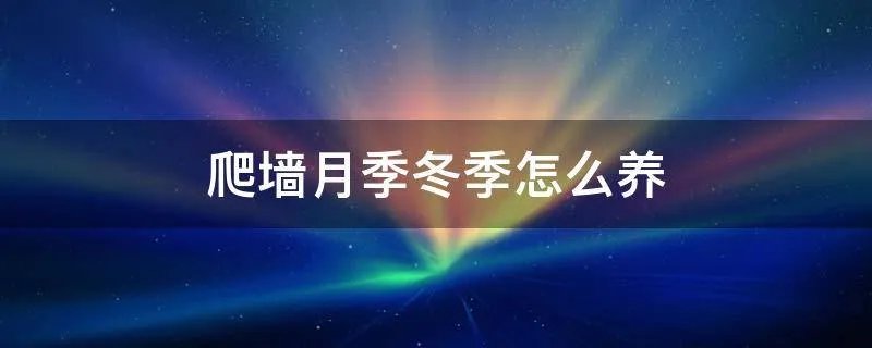 爬墙月季冬季怎么养