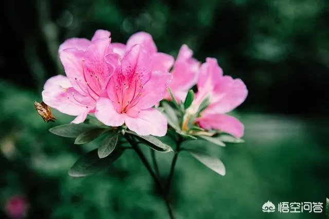 女孩子经常拍花的照片给我看是什么意思?