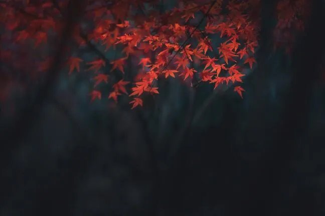 描写立秋的优美句子