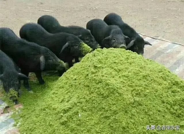 农产品加工项目，有什么工艺项目能加盟吗？