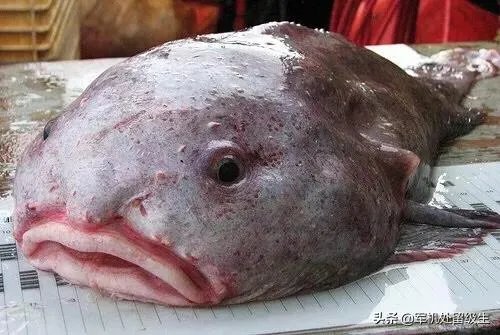世界上最丑的十大动物排名？