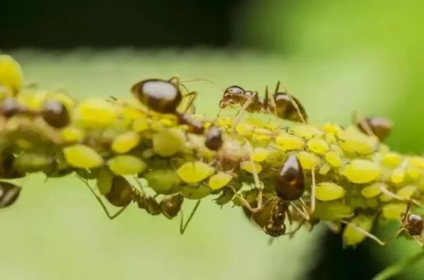 世界上最强的十大蚂蚁,火红蚁曾入侵美国,第四可当宠物养