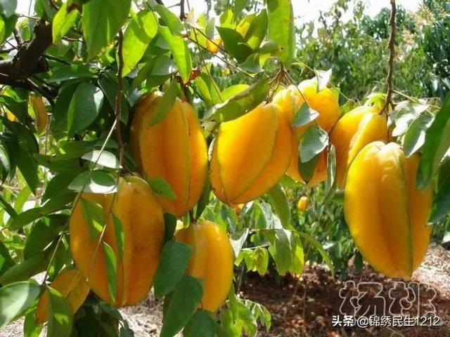 进入9月份了中晚熟水果陆续进入成熟采摘期，可是今年的水果价格怎么这么低？