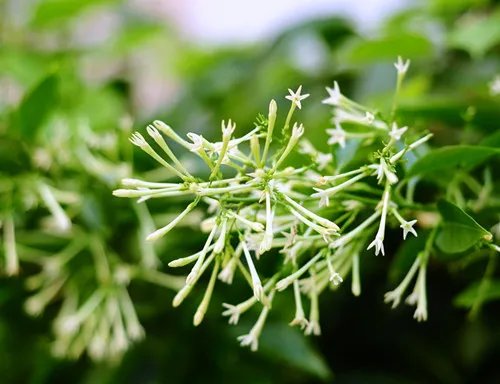 夜来香花图片及功效 夜来香什么时候开花