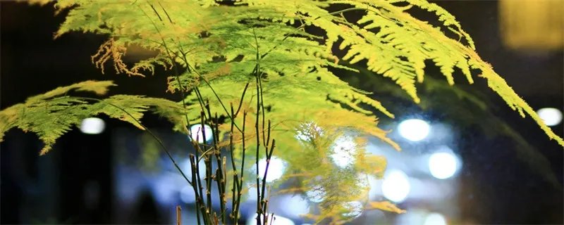 养殖文竹的方法 文竹的养殖方法和注意事项