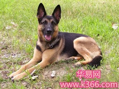 梦见狼狗
