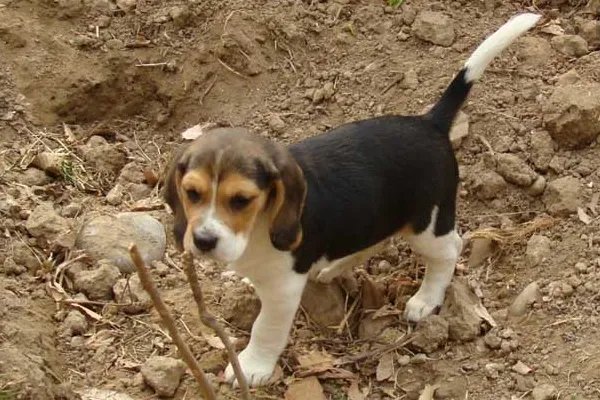 比格犬智商是怎么排名的?