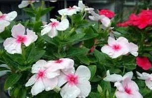 长春花的花语