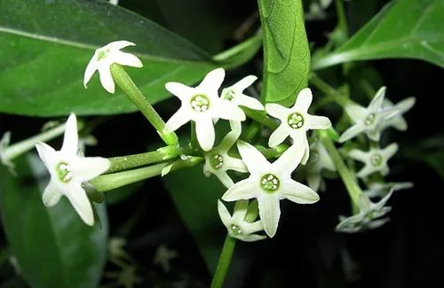 夜来香花图片及功效 夜来香什么时候开花
